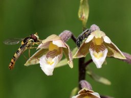 4_Epipactis_palustris